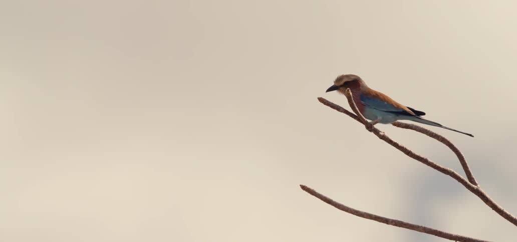 A bird sitting on a tree branch in the woods at midday