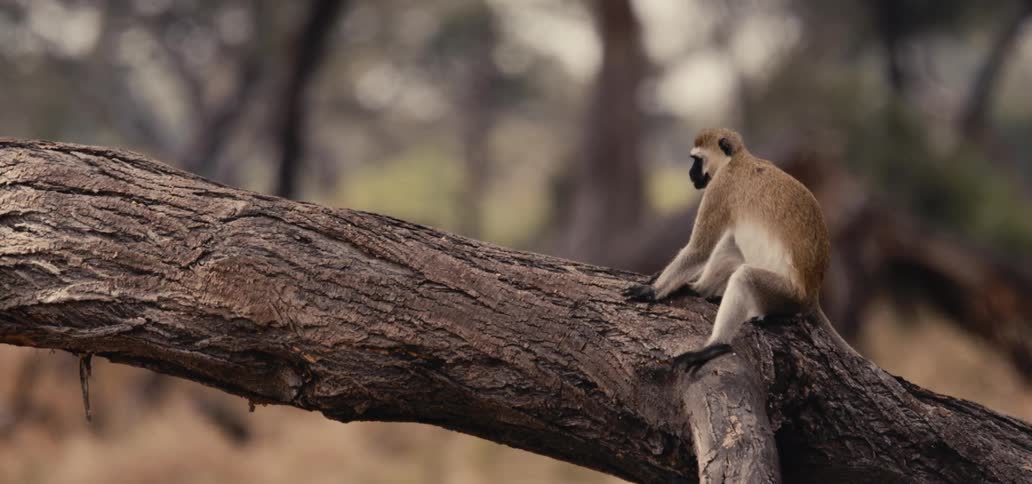 A monkey sitting on a large textured tree branch in a natural setting appearing calm and observant