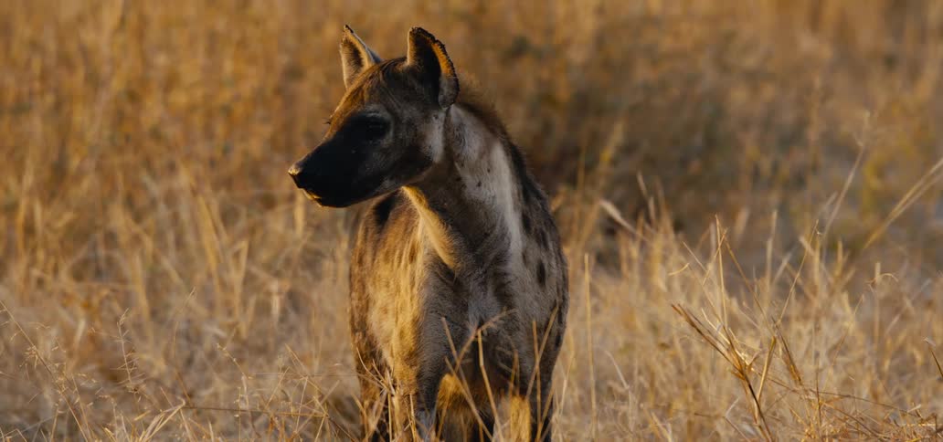 A spotted hyena is captured in golden light initially looking down in tall dry grass then raising its head to look left and finally lowering its head again