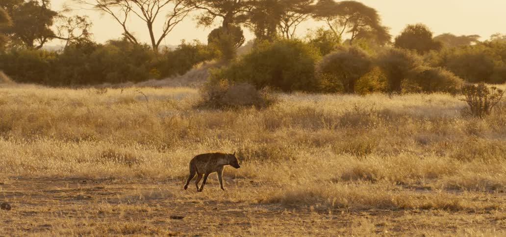 A lone african wild dog on a dry savanna