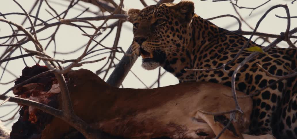 A leopart pants as it lays next to a dead and partially eaten animal carcass