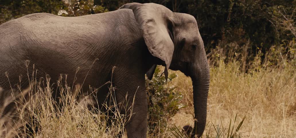 An elephant in the wild