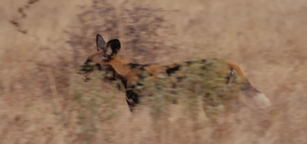 A hyena moves across the tall grass