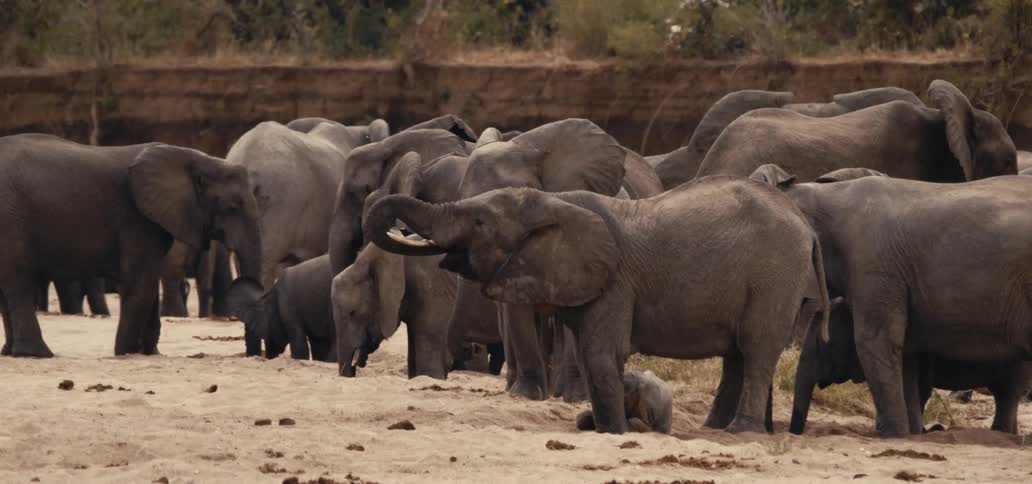 A herd of elephants in an enclosure
