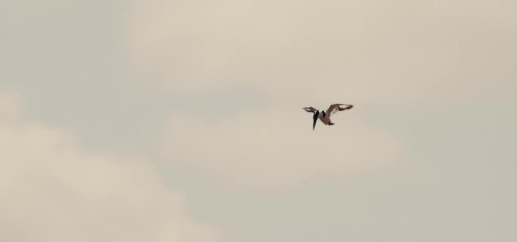A bird flying through the air