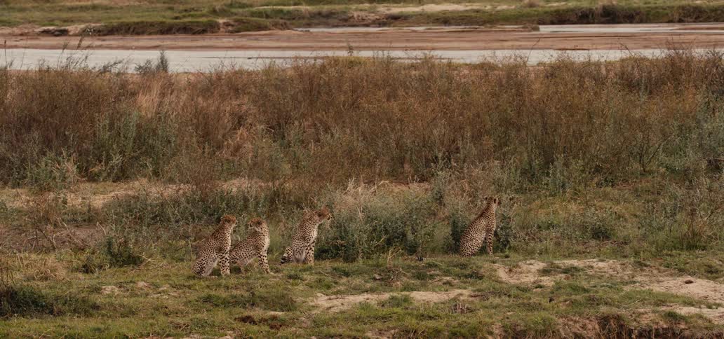 Group of felines in the jungle
