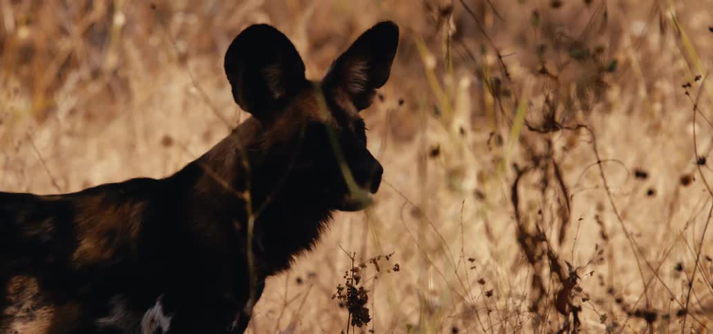 Based on the images from the video a closeup shot of a wild dog with large upright ears is shown the dog has dark and spotted fur and appears to be in a field of dry lightcolored grass it is looking to the side and sniffing the air