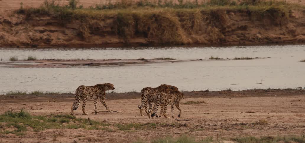 Three cheetahs walking together by the river in the savanna