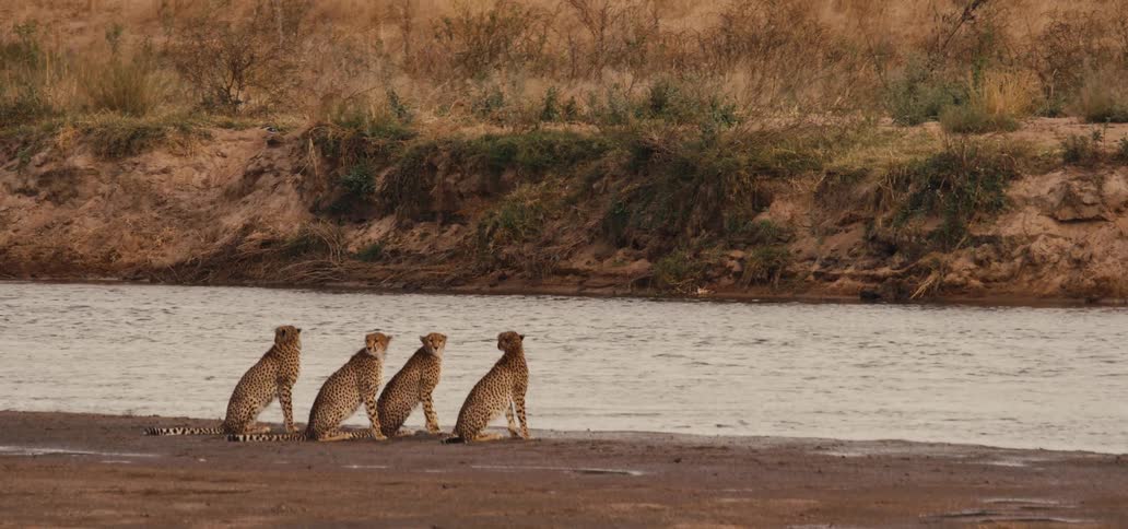 Four cheetahs sitting on the riverbank looking at the water