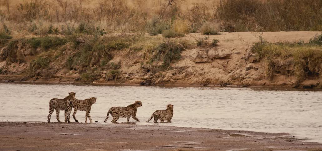 A group of cheetah on the bank of a river