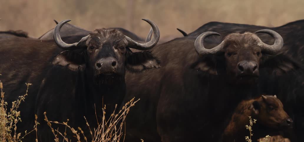A herd of bulls