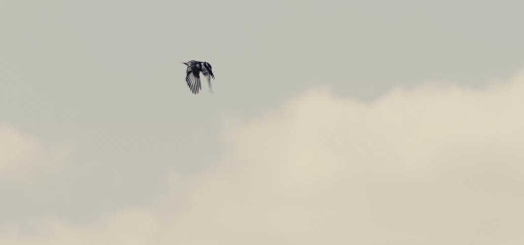 Bird in flight against a cloudy sky
