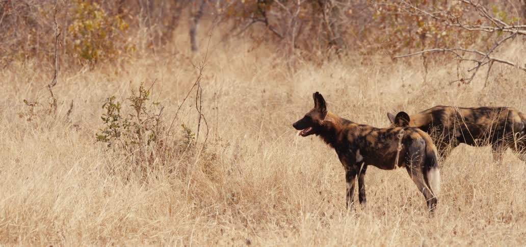 A couple hyena in the wild