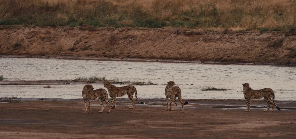 A group of four cheetahs stand alertly near a flowing river
