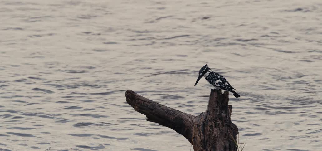 A pied kingfisher perches on a weathered tree stump by the water looking down as if searching for prey