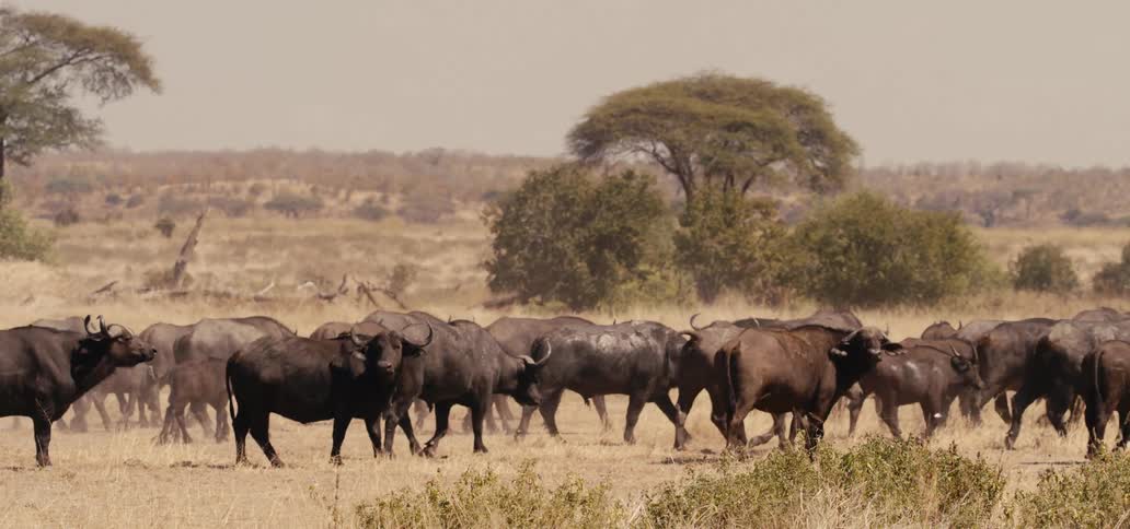 A large herd of african buffalo stands together in the heat of the dry grassy savanna
