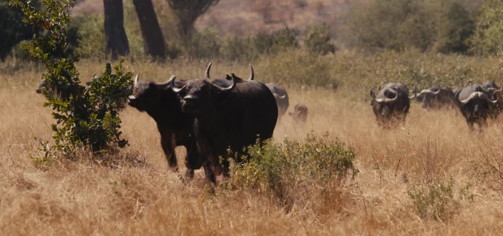 Herd of buffalos moving through the dry grass of the savanna