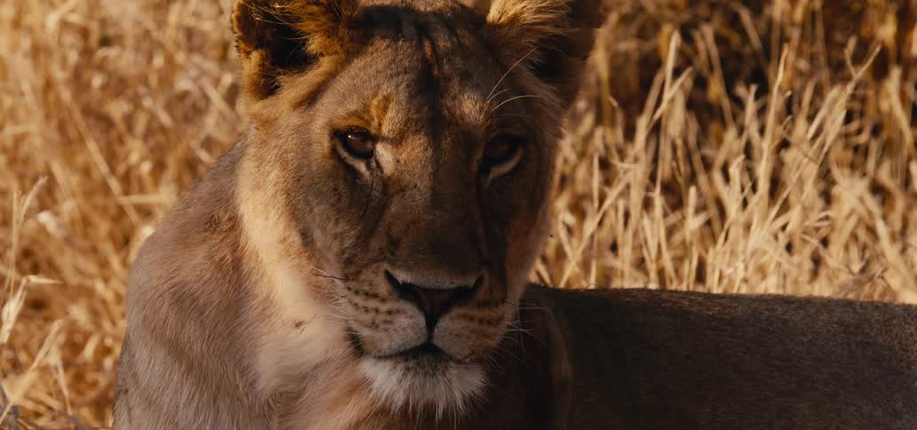 Female lion turns her head and looks into the camera as she lies in dry grass