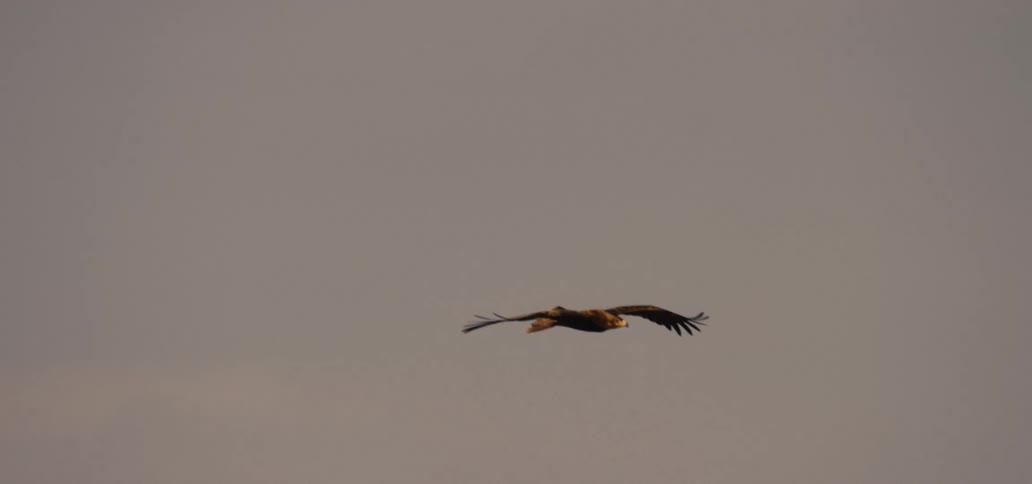 Bird of prey soars in the sky with wings spread