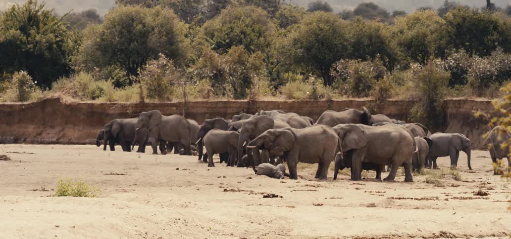 A herd of elephants gathers on a dry riverbed near trees