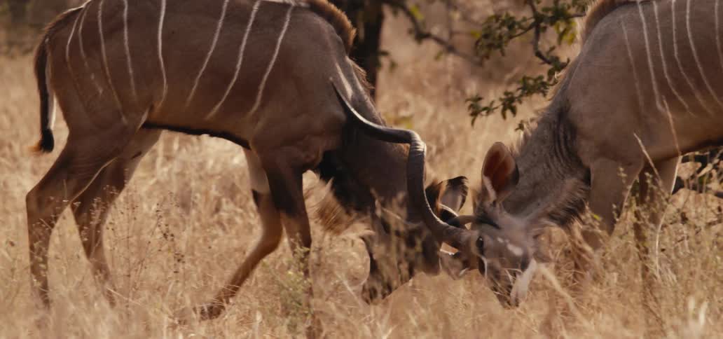 A couple animals lock horns