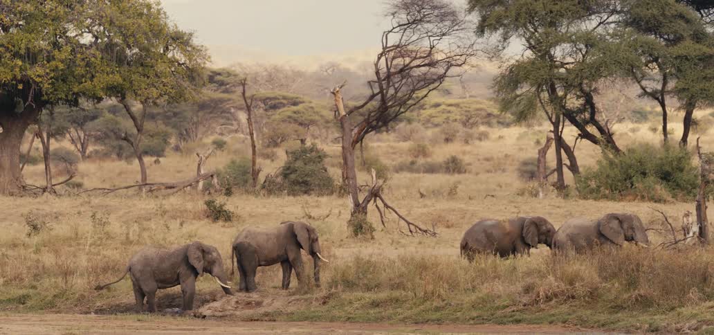 A small group of four african elephants stands quietly together in the dry grassy landscape of the savanna