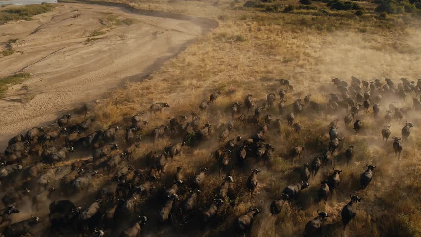 A large herd of wild buffalo runs across a dry plain