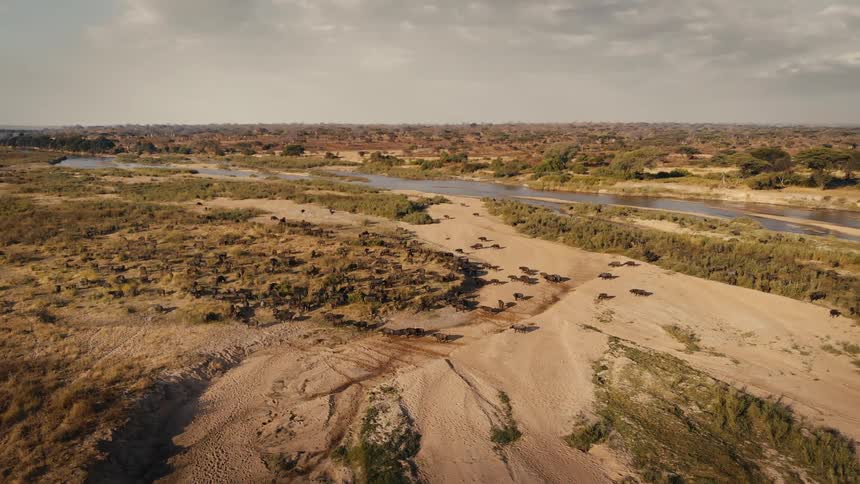 Aerial view of buffalo herd crossing dry riverbed in savanna