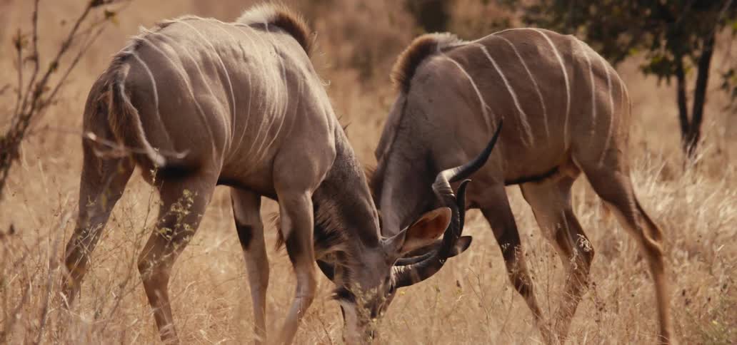 Two wildebeests lock horns in a dry field