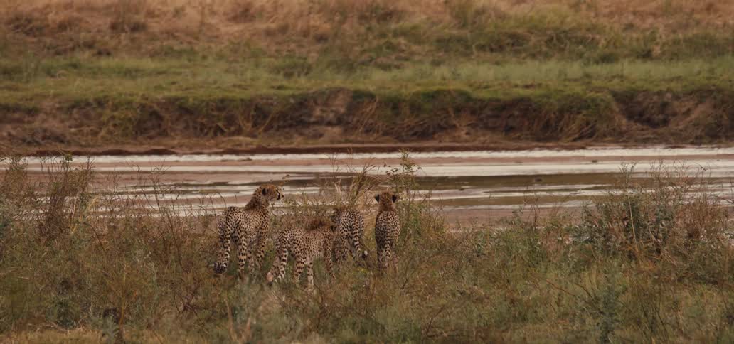 The cheetahs walk through the tall grass