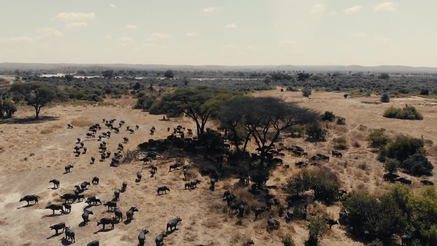 A series of animals roam the safari jungle at midday