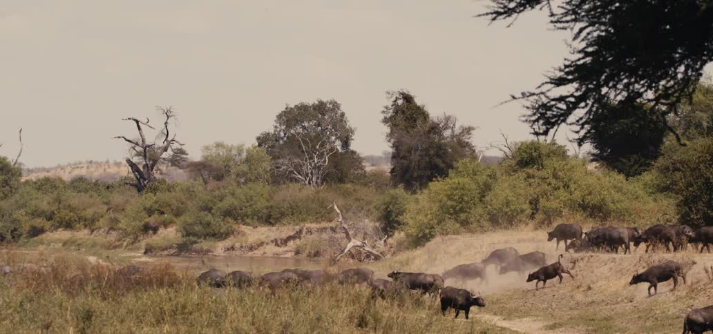 A herd of black cows descend down a dirt bank into a ravine with a small river crossing it to the grass on the other side