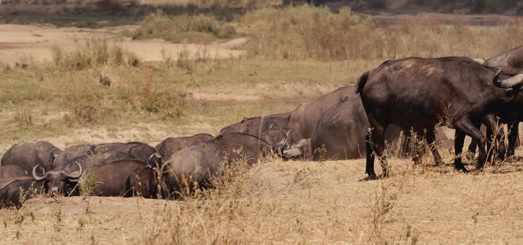A large herd of african buffalo rests in a dry savanna before standing and beginning to move together as a group