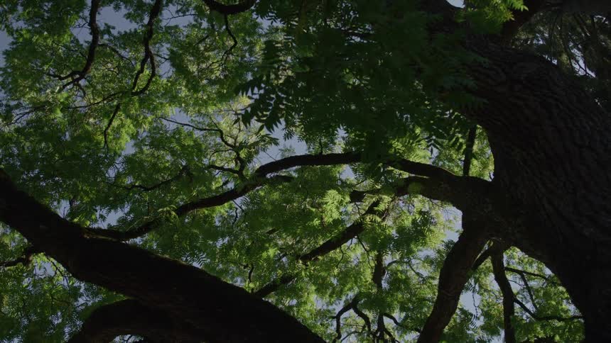 Looking up at the treetops