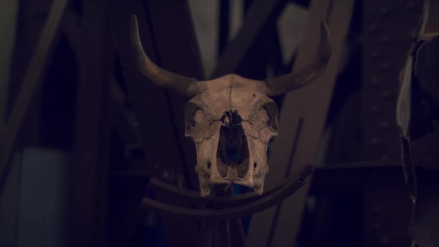Bare skull of a horned herbivore sits in an interior storage area