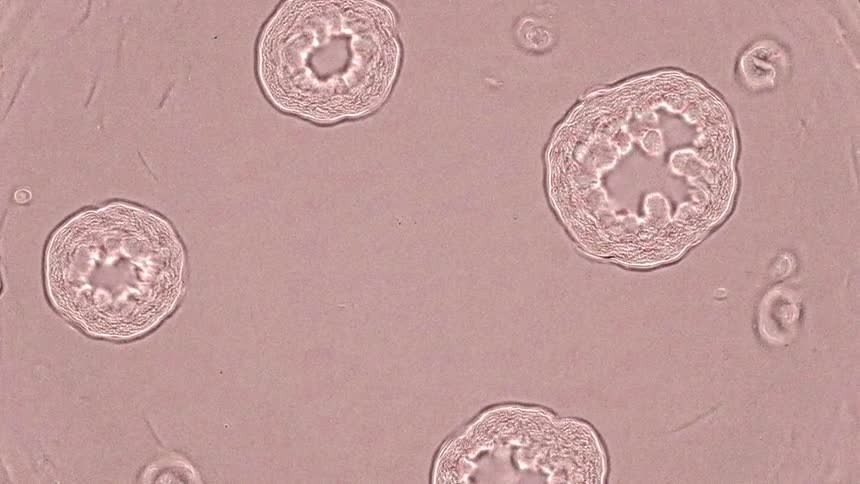Cells observed in detail through a microscope