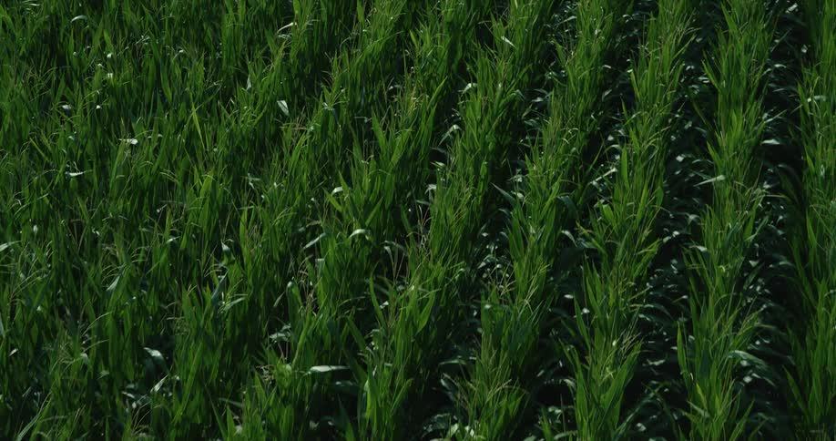 Based on the images from the video the scene is a highangle view of a field of lush green plants arranged in neat rows the sun is shining and there is a slight breeze causing the plants to gently sway