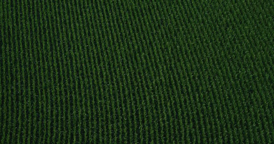 Green plantation arranged in symmetrical rows for Agriculture and Farming