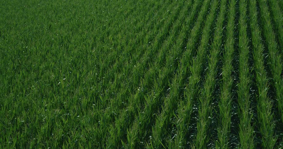 Aerial view of a lush green agricultural crop field