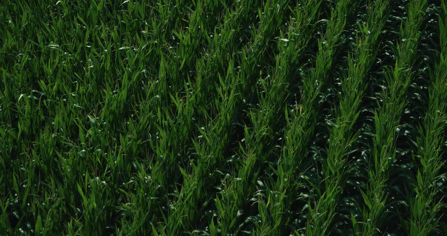 The Green Crops Fill the Plantation Agriculture and Farming