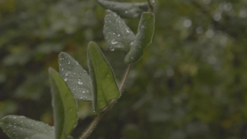 The leaves on the branch are covered with water