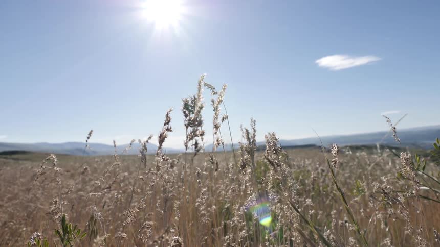 Tall dry grass swaying in midday sun