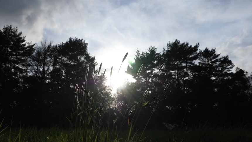 Sunlight filters through tall trees onto a peaceful forest clearing