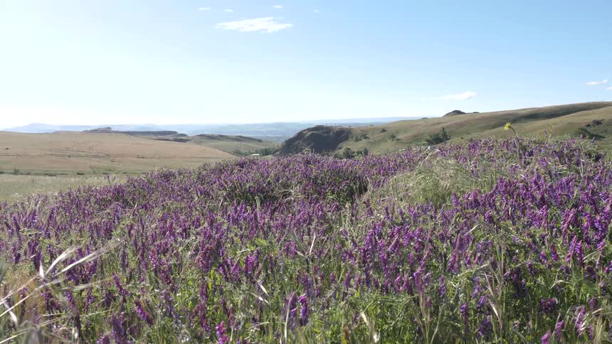 Large patch of lavender flowers blooming in the hills in the country