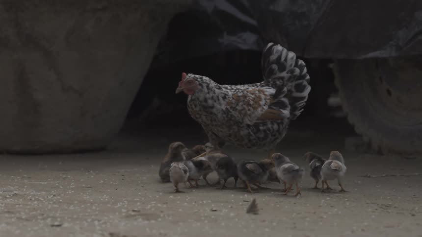 Hen watches her chicks as they peck at the ground