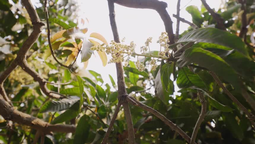 A flowering branch among green leaves in bright sunlight