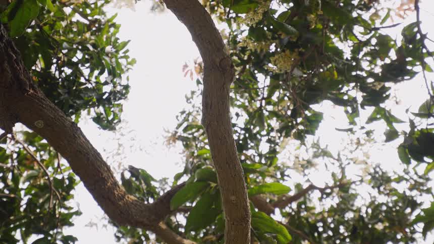 Sunlight shines through tree branches and leaves