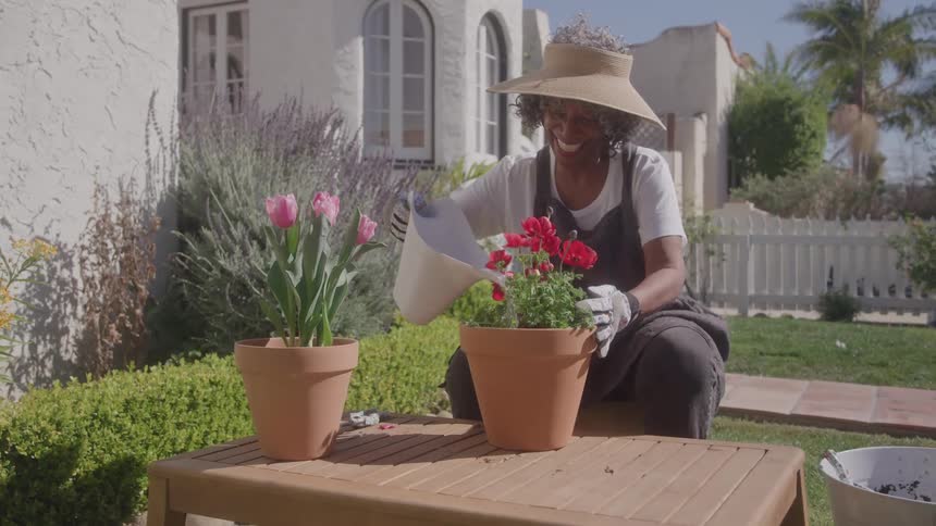 A woman with dark skin and gray curly hair is smiling and wearing a large straw hat white gloves and an apron as she crouches using a white watering can to water a pot of red flowers next to a pot of pink tulips