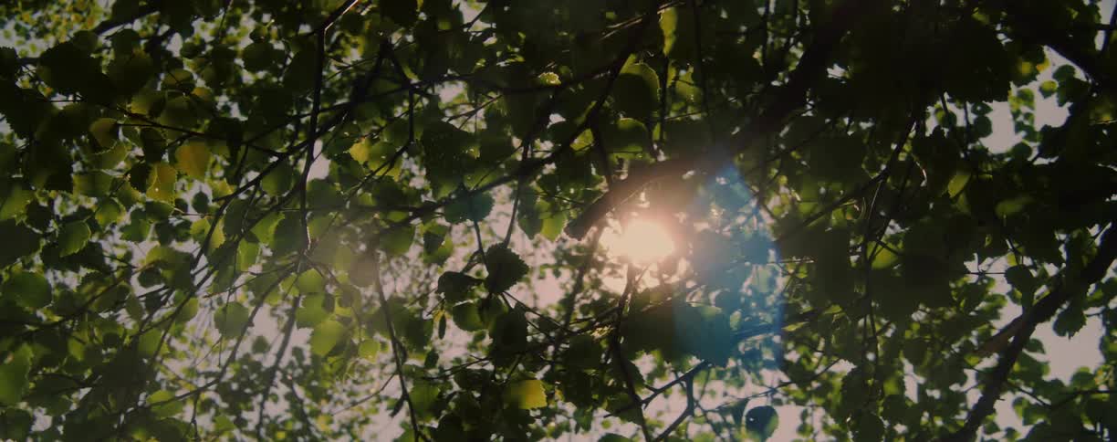 Sunlight shines through the trees in the woods as the wind blows the leaves