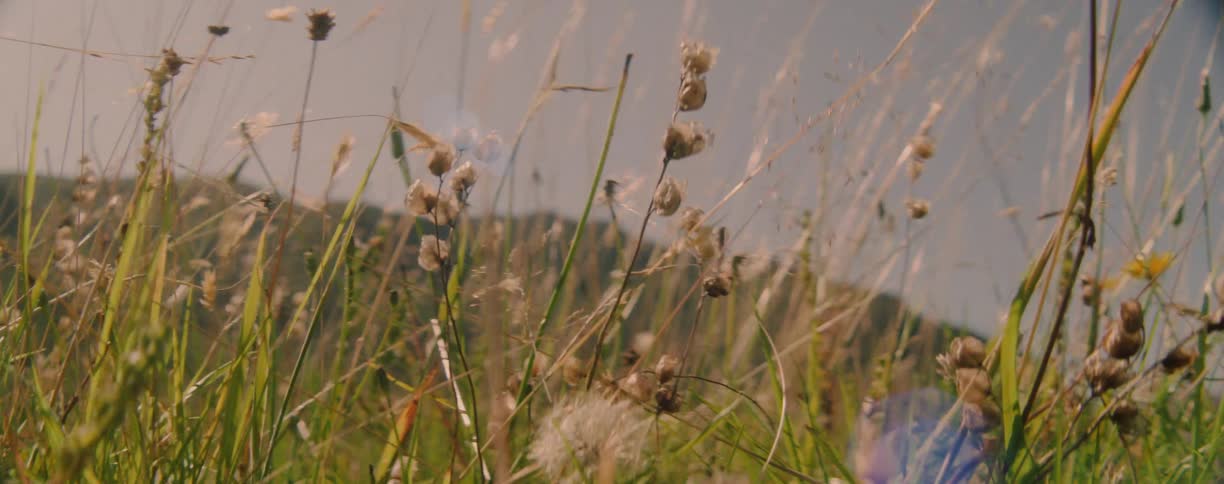 A field of dry tall grass and other wild plants is shown from a low view with the seed heads and stalks swaying in a gentle breeze